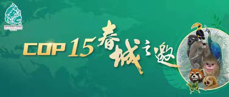 【cop15春城之邀】实地探访!濒危种藤枣在临沧南捧河自然保护区"安家"